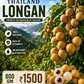 Premium Thailand Litchi Longan (800g) | Air Imported Fresh Fruit | Pan India Delivery