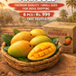 South grown Alphonso Mangoes – Naturally Ripened in South India Sun 6 pcs | 1 KG ☀️ ratangiri
