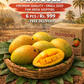 South grown Alphonso Mangoes – Naturally Ripened in South India Sun 6 pcs | 1 KG ☀️ ratangiri
