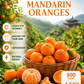 Mandarin Oranges – 800g For Orange LOVERS loaded with vitamin C