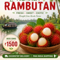 Rambutan from south region- Kerala