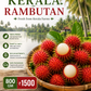 Rambutan from south region- Kerala