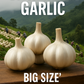 Kodaikanala Hills Garlic  premium quality BIG GARLIC CLOVES 300 GM
