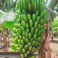 1kg Kerala Nendran Banana Kit – Make Your Own Fresh Banana Chips at Home