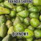 Kodaikannal - Palani hills Avacado Butter Fruit rich creaminess 1 KG